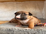 Chiots Bull Terrier LOF &agrave; vendre