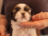 Chiots Shih Tzu LOF à vendre