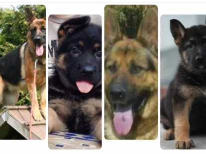 Chiots Berger Allemand à vendre