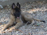 Chiot Berger Belge Tervueren à vendre