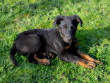Chien de race Beauceron nés le 30 octobre
