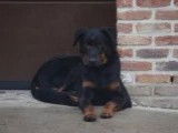 Chien de race Beauceron nés le 30 octobre
