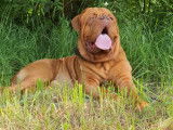 Mâle Dogue de Bordeaux disponible pour saillie