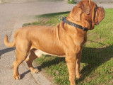 Mâle Dogue de Bordeaux disponible pour saillie