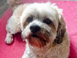 Poppy, fille d'Olli, femelle Bichon Havanais disponible pour saillie