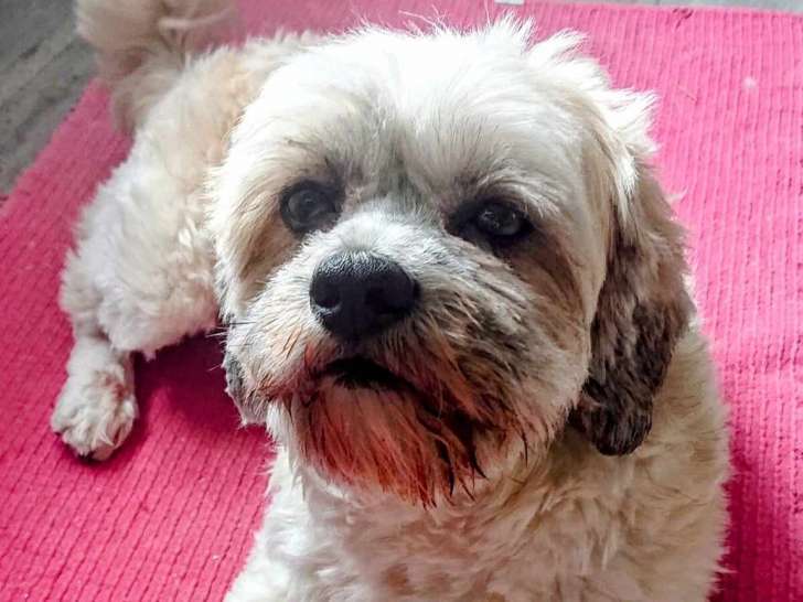 Olli, femelle Bichon Havanais disponible pour saillie