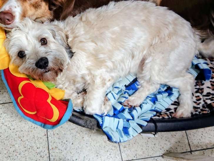 Poppy, fille d'Olli, femelle Bichon Havanais disponible pour saillie