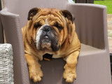 Mâle Bouledogue Anglais LOF disponible pour saillie