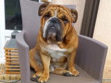 Mâle Bouledogue Anglais LOF disponible pour saillie