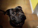 Male Staffie disponible pour saillie