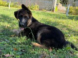 5 chiots Berger Allemand à vendre