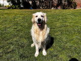 Sun Goldheaven, mâle Golden retriever LOF confirmé disponible pour saillie