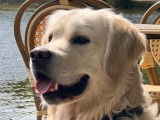 Ralf, magnifique Golden Retriever disponible pour saillie