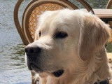 Ralf, magnifique Golden Retriever disponible pour saillie