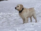 Ralf, magnifique Golden Retriever disponible pour saillie