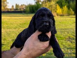 Chiots Cocker Spaniel Anglais LOF à vendre