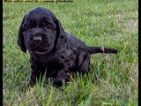 Chiots Cocker Spaniel Anglais LOF à vendre