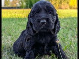 Chiots Cocker Spaniel Anglais LOF à vendre