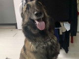 Donne croisé Malinois