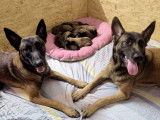 Chiots Malinois &agrave; vendre