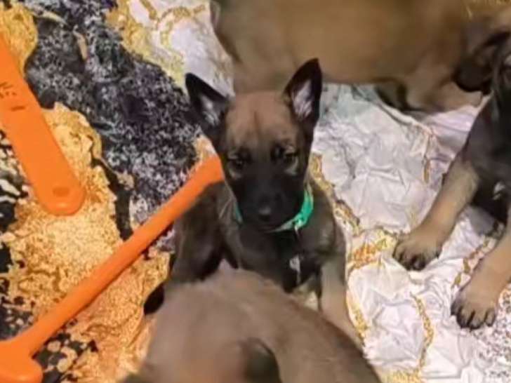 Chiots Malinois à vendre