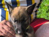 Chiots Malinois &agrave; vendre
