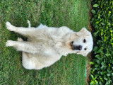 Mâle Golden Retriever disponible pour saillie