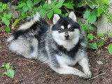 Mâle Pomsky disponible pour saillie