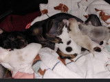 3 chiots Chihuahua à vendre