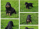 Magnifiques chiots Cocker Anglais LOF à vendre