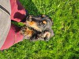 Magnifiques chiots Cocker Anglais LOF à vendre