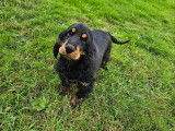Magnifiques chiots Cocker Anglais LOF à vendre