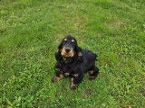 Magnifiques chiots Cocker Anglais LOF à vendre