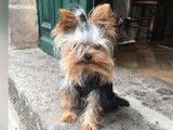 Magnifique Yorkshire Terrier disponible pour saillie
