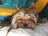 Magnifique Yorkshire Terrier disponible pour saillie