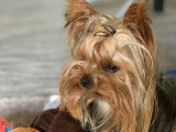 Magnifique Yorkshire Terrier disponible pour saillie