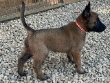 Chiots Malinois LOF à vendre