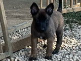 Chiots Malinois LOF à vendre