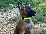 Chiots Malinois LOF à vendre