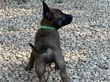 Chiots Malinois LOF à vendre