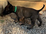 Chiots Malinois LOF à vendre