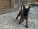Chiots Malinois LOF à vendre