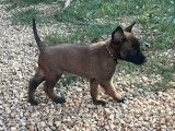 Chiots Malinois LOF à vendre