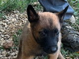 Chiots Malinois LOF à vendre