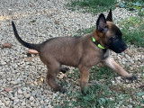Chiots Malinois LOF à vendre