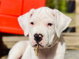 Chiots Dogue Argentin LOF à vendre