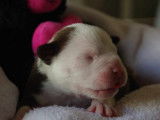 Chiots American Bully a vendre