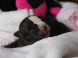 Chiots American Bully a vendre