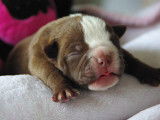 Chiots American Bully a vendre