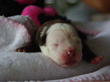 Chiots American Bully a vendre